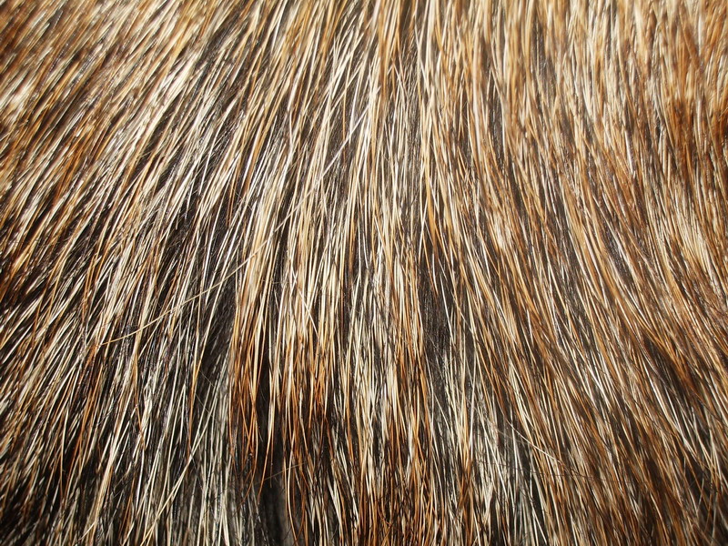 Makrofotos