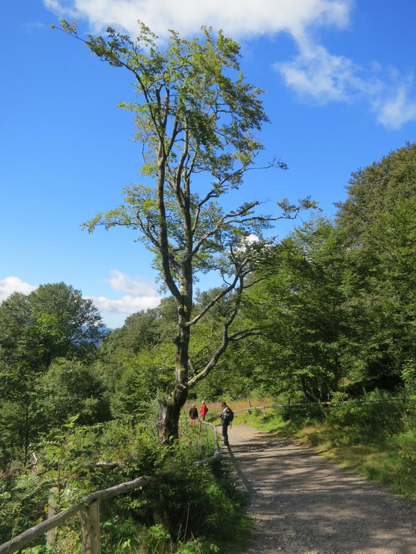 Schwarzwald 2016